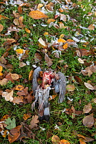 Sparrowhawk (Accipiter nisus) pigeon prey on ground, Surrey, UK.