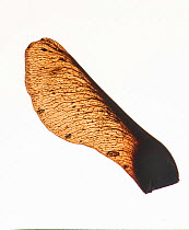 Sycamore (Acer pseudoplatanus) seed, backlit