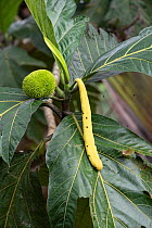 Breadfruit (Artocarpus altilis) fruit. Costa Rica.