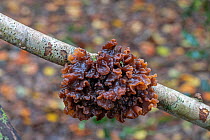Leafy brain fungus (Tremella foliacea) Sussex, England, UK. November.