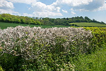 Ermine moth (Yponomeuta sp) large webs on hedge, Kent, England, UK, May.