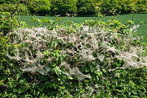 Ermine moth (Yponomeuta sp) large webs on hedge, Kent, England, UK, May.