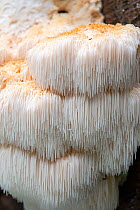Bearded tooth fungus (Hericium erinaceus) rare species, Buckinghamshire, England, UK, October.