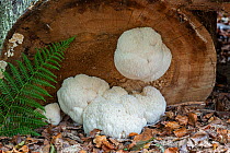 Bearded tooth fungus (Hericium erinaceus) rare species, Buckinghamshire, England, UK, October.