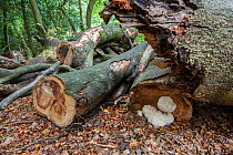 Bearded tooth fungus (Hericium erinaceus) on old beech tree, rare species, Buckinghamshire, England, UK, October.