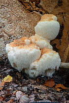 Bearded tooth fungus (Hericium erinaceus) On Beech. Buckinghamshire, UK. Rare in UK.