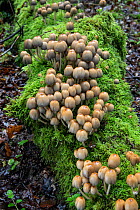 Common inkcap fungus (Coprinopsis atramentaria) Surrey, England, UK. October.