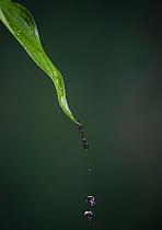 Water dripping off the adapted point / tip on tropical leaf.