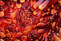 Underside of a slate pencil sea urchin (Heterocentrotus mammillatus), Hawaii.