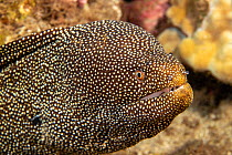 Whitemouth moray eel (Gymnothorax meleagris), Hawaii