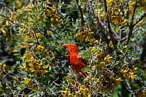 I&#39;iwi / Scarlet honeycreeper (Vestiaria / Drepanis coccinea) feeding on blossoms of mamane tree, (Sophora chrysophylla) also an endemic species, Haleakala National Park, Maui, Hawaii. Endemic, Vul...