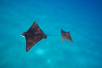 Pacific whitespotted eagle rays (Aetobatus ocellatus) courtship, female (left) followed by smaller male, Black Rock, West Maui, Hawaii.