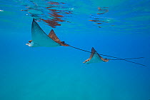 Pacific whitespotted eagle rays (Aetobatus ocellatus) courtship, female (left) followed by smaller male, Black Rock, West Maui, Hawaii.