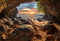 Hawaiian green sea turtles (Chelonia mydas) crowding into a small seaside cavern to bask at sunset. Resting on shore is a behaviour that is very rare for sea turtles, except in Hawaii and the Galapago...