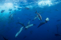 Yellowfin tuna (Thunnus albacares) and Pantropical spotted dolphins (Stenella attenuata) feeding on bait fish, Pacific Ocean off southern Costa Rica.