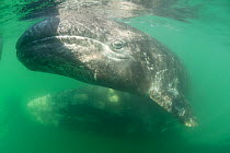 Gray whale (Eschrichtius robustus) calf, San Ignacio Lagoon, El Vizcaino Biosphere Reserve, Baja California Sur, Mexico