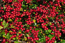 Ripe Hawthorn berries (Crataegus monogyna) in autumn, Dorset, UK. October.