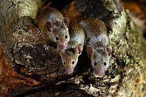 Three adult House mice (Mus musculus) climbing out of tree hole, Dorset, UK. December. Captive.