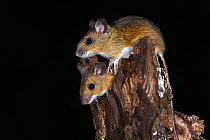 Wood mice (Apodemus sylvaticus) climbing on tree stump, Dorset, UK. October.