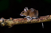 Wood mouse (Apodemus sylvaticus) climbing on ash branch, Dorset, UK. August.