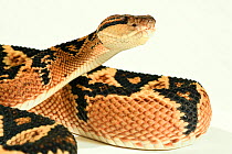 Bushmaster (Lachesis muta) with white background, captive from South America.