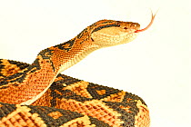 Bushmaster (Lachesis muta) with white background, captive from South America.