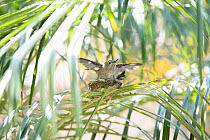 Anna&#39;s hummingbird (Calypte anna) young on nest testing its wings, Southern California, USA