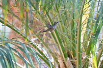 Anna&#39;s hummingbird (Calypte anna) young leaving the nest, Southern California, USA