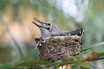 Anna&#39;s hummingbird (Calypte anna) chicks waiting to be fed by mother, Southern California, USA