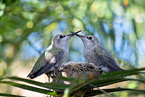 Anna&#39;s hummingbird (Calypte anna) young, perched at the edge of nest, Southern California, USA