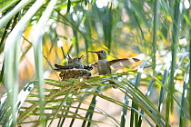 Anna&#39;s hummingbird (Calypte anna) with young at nest, Southern California, USA