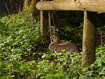 European rabbit (Oryctolagus cuniculus) using a trail under a fence separating a garden from surrounding woodland and meadows at night, Wiltshire, UK, April.