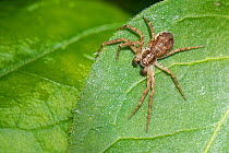 Wandering or Running crab spider (Philodromus dispar) juvenile male hunting on low vegetation in a garden, Wiltshire, UK, April.
