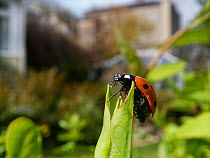 Seven-spot ladybird (Coccinnella septempunctata) just emerged from hibernation, sunning on a Honeysuckle leaf with buildings in the background, Wiltshire garden, UK, April.