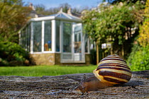 White-lipped snail (Cepaea hortensis) crawling over an oak sleeper retaining a garden lawn with buildings and a greenhouse in the background, Wiltshire, UK, April.