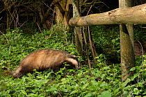 European badger (Meles meles) using a trail under a fence separating a garden from surrounding woodland and meadows at night, Wiltshire, UK, April.