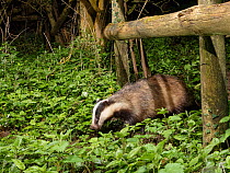 European badger (Meles meles) using a trail under a fence separating a garden from surrounding woodland and meadows at night, Wiltshire, UK, April.