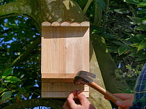 Bat box with ridged wooden back panel for bats to cling to, nailed to a tree trunk in a garden, Wiltshire, UK, April.