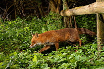 Red fox (Vulpes vulpes) using a trail under a fence separating a garden from surrounding woodland and meadows at night, Wiltshire, UK, April.