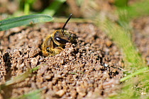 Common furrow bee / Slender mining bee (Lasioglossum calceatum) emerging from her nest burrow in a garden lawn, Wiltshire, UK, April.