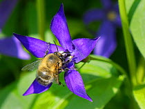 Hairy-footed flower bee (Anthophora plumipes) male nectaring on a Greater periwinkle (Vinca major) flower, Wiltshire garden, UK, April.