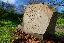Insect hotel created by drilling holes of varying size in a large piece of wood, part of a fallen, sawn up Cedar tree, Wiltshire garden, UK, April.
