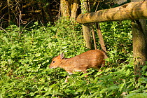 Reeve's muntjac deer / Barking deer (Muntiacus reevesi) fawn using a trail under a fence separating a garden from surrounding woodland at dawn, Wiltshire, UK, April.