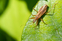 Common damsel bug (Nabis rugosus), fully winged form, sunning on a Honeysuckle leaf in a garden, Wiltshire, UK, March.