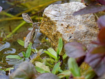 Cranefly (Tipula lateralis) female, of a distinctively patterned early spring semi-aquatic species, laying eggs in a garden pond, Wiltshire, UK, April.