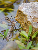 Cranefly (Tipula lateralis) female, of a distinctively patterned early spring semi-aquatic species, laying eggs in a garden pond, Wiltshire, UK, April.