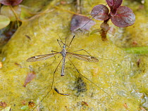 Cranefly (Tipula lateralis) male, of a distinctively patterned early spring semi-aquatic species, resting on a mat of algae in a garden pond, Wiltshire, UK, April.