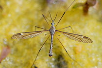 Cranefly (Tipula lateralis) male, of a distinctively patterned early spring semi-aquatic species, resting on a mat of algae in a garden pond, Wiltshire, UK, April.