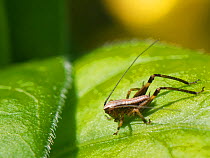 Dark bush cricket (Pholidoptera griseoaptera) first instar nymph sunning on a Periwinkle leaf in a garden, Wiltshire, UK, April.