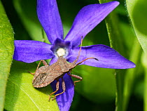 Dock bug (Coreus marginatus) standing on Greater perwikinkle flower (Vinca major) in a garden border, Wiltshire, UK, April.